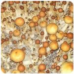 Псилоцибиновые (галлюциногенные) грибы в Урус-Мартане Psilocybin "Golden Teacher" Псилоцибиновые (галлюциногенные) грибы в Урус-Мартане Psilocybin "Golden Teacher"