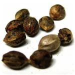 Семена марихуаны АК-47  (Seeds AK-47) в Урус-Мартане